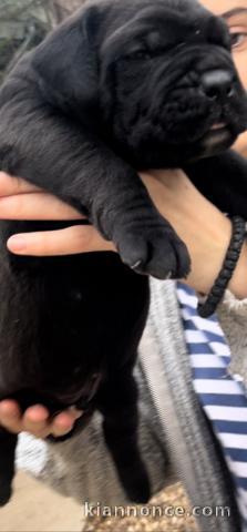 Mâtin sud-africain Boerboel chiots à vendre