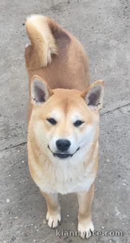 Shiba Inu chiots à vendre