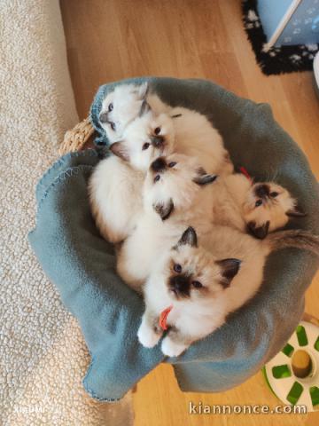 Chatons sacré birman a donner contre bon soin 