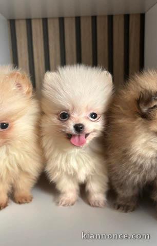 Chiot spitz nain Poméranie a donné 