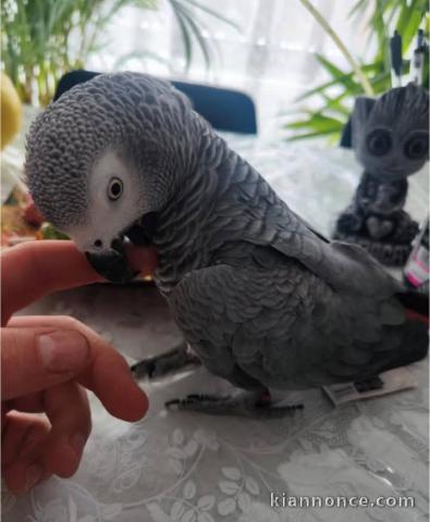 Perroquet gris du Gabon disponibles 
