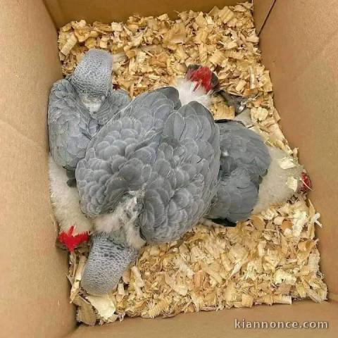 Adoption perroquet gris du Gabon 