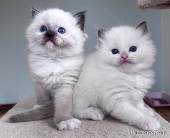 À adopter chaton type Ragdoll LOOF 