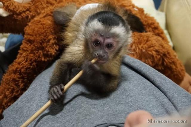 Singe capucin disponibles de suite 