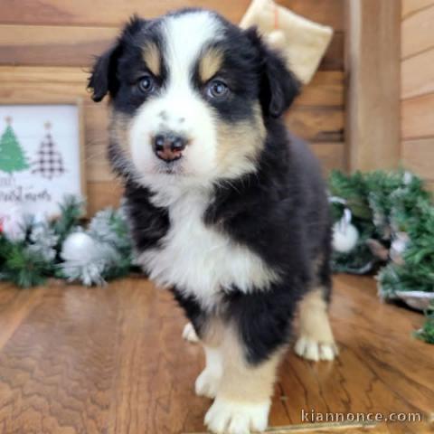 Chiot berger australien lof mâle 