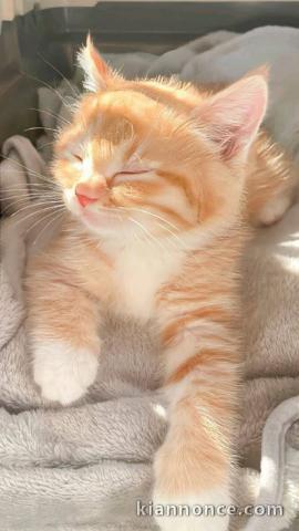 Chaton roux race main coon à donner contre bon soin 