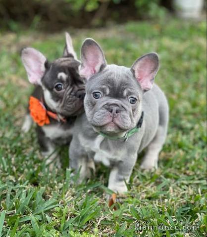 chiot bouledogue français a donner 