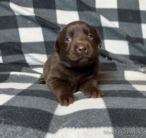 Chiots Labrador Retriever
