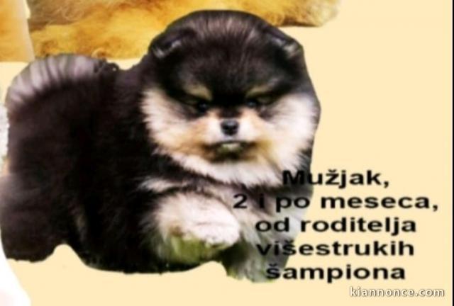 Poméranien chiots à vendre