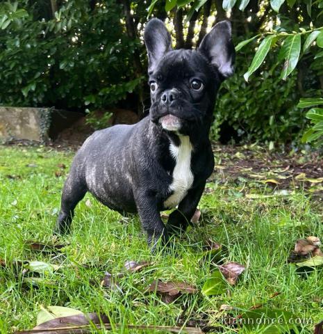 Chiot bouledogue Français à donner 