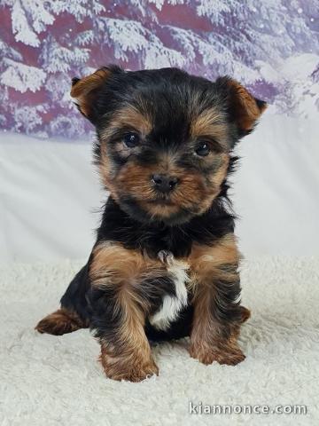 Adoption chiot disponible 