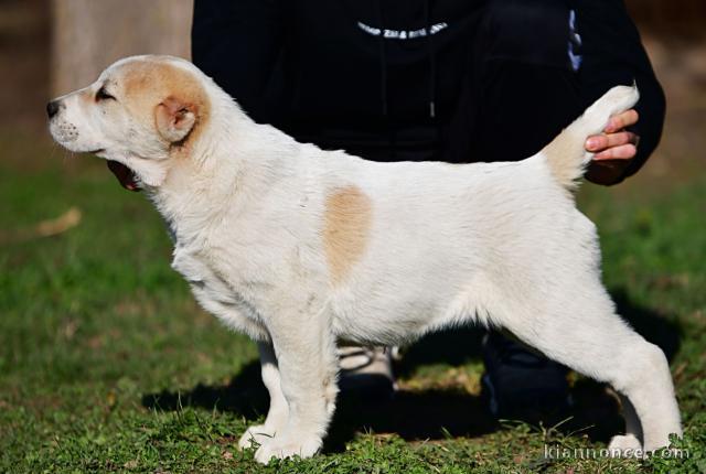 Chiots Berger d\