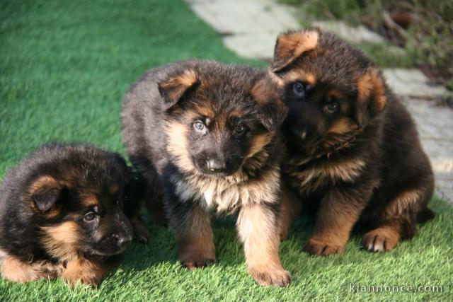 Chiot berger allemand à donner 