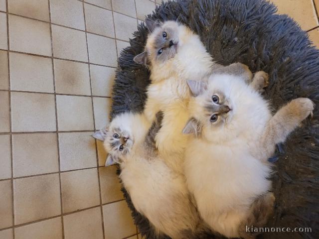 Magnifique chaton ragdoll à donner 