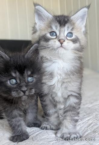 Adorable chaton Maine coon a donner 