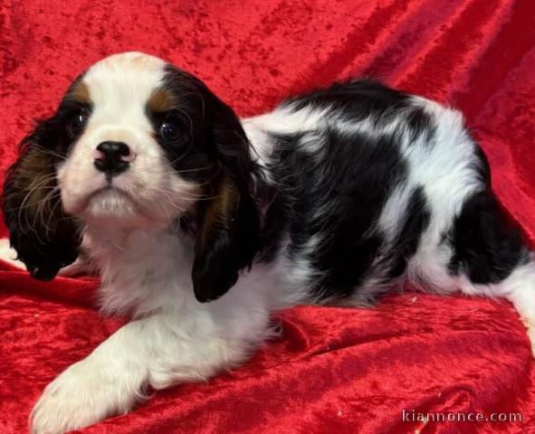 Dons chiot cavalier King Charles 