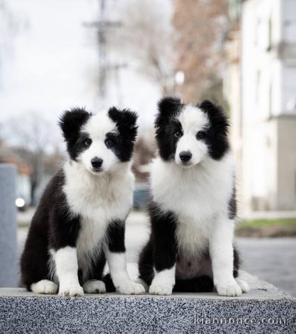 Chiots Border collie à vendre