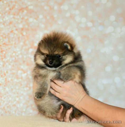 chiot spitz allemand mâle a donner 