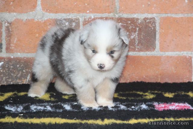 chiot berger australien disponible pour adopter 