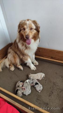 Dons chiot berger australien disponible 