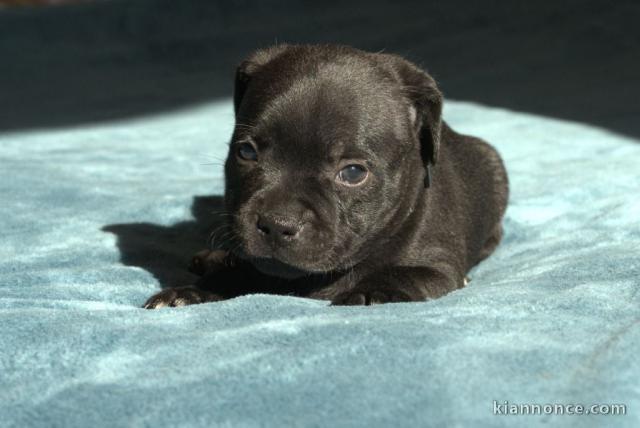 chiot Staff disponible 