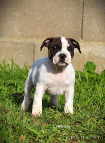 Chiots Staffordshire Bull Terrier pour adopter 