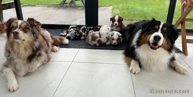 Adoption chiot berger australien 
