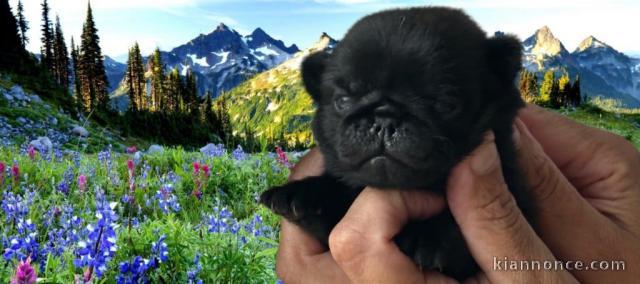Dons chiot carlin disponible 