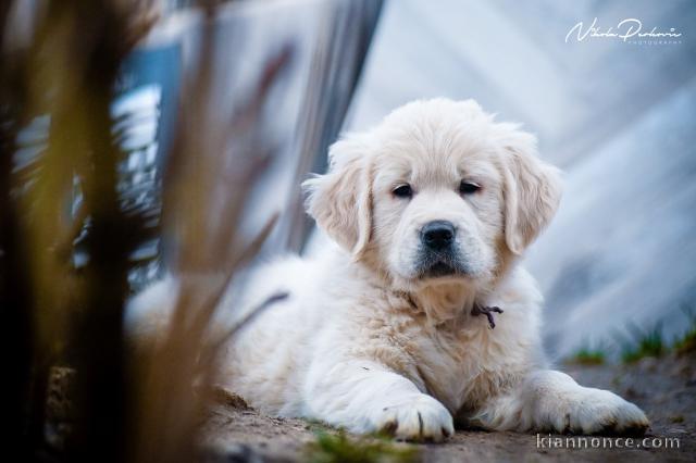 Chiots et jeunes chiens Golden Retriever à vendre