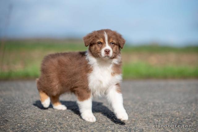 Chiot berger australien mâle disponible 