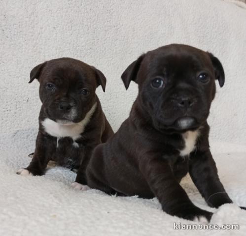 chiot staffie pour adoption 