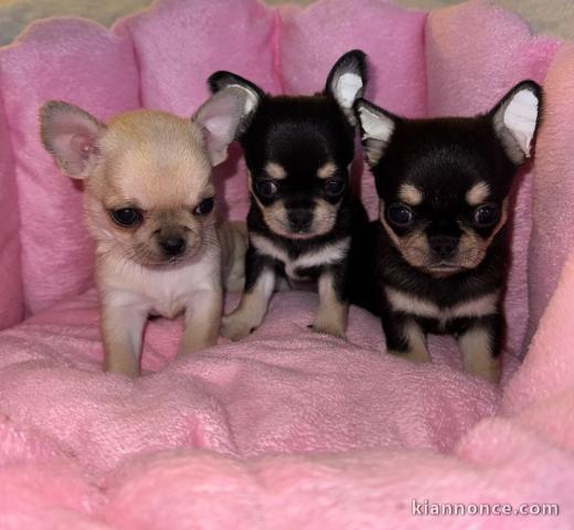 Adoption chiot chihuahua disponible 