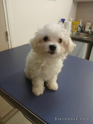 Je donner chiot bichon maltais disponible 