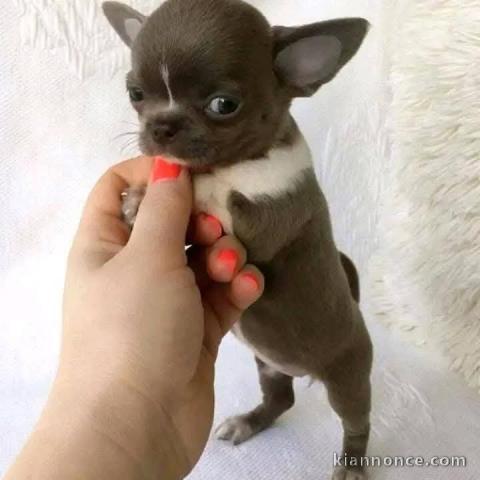 Je donner chiot chihuahua femelle 