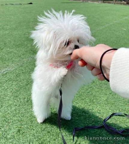 Adoption chiot bichon maltais 