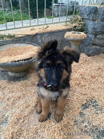Chiots berger allemand pour adoption 