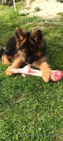 Adoption chiot berger allemand 