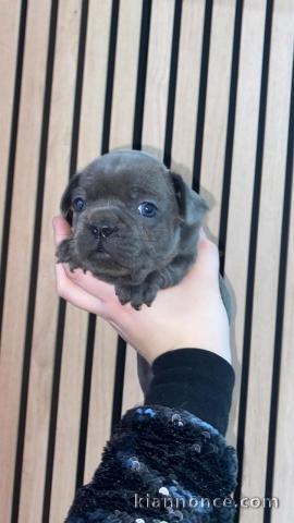 Adorable chiot bouledogue français à adopter 