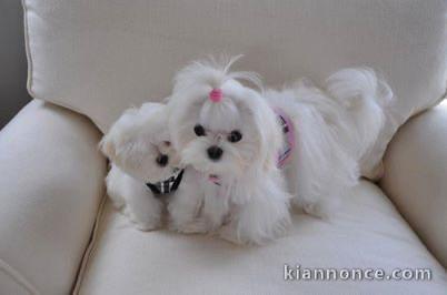 chiot bichon maltais à donner 