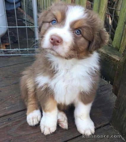 chiot berger australien disponible 
