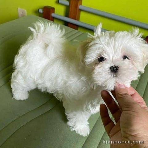 Chiot bichon maltais mâle à adopter 
