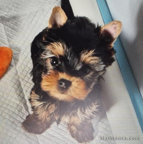 Je donner chiot Yorkshire disponible 