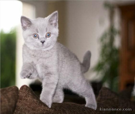 Adoption chatons chartreux disponible 