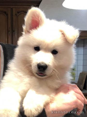 MAGNIFIQUE CHIOTS BERGERS BLANCS SUISSE