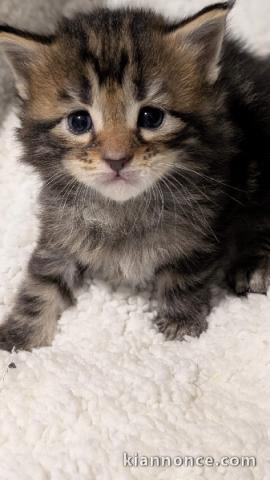Adoption chatons maine coon disponible 