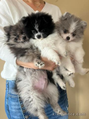 Adoption chiot spitz allemand disponible 