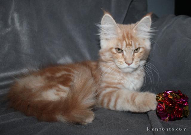 chatons maine coon disponible 