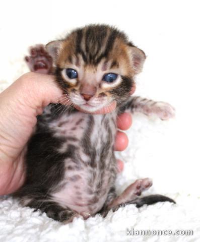 Chatons Bengal disponible pour adoption 