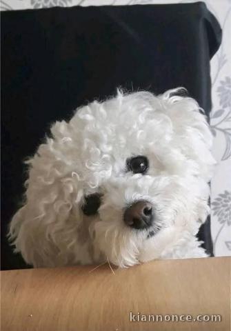 adorable chiot bichon maltais à adopter 