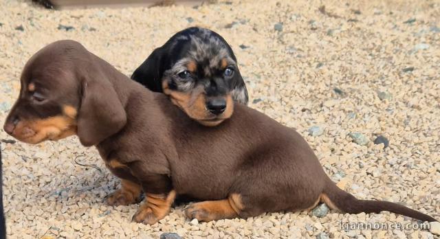 chiot teckel disponible pour adoption 